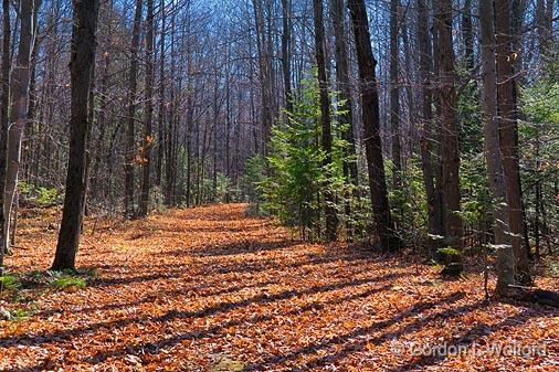 Monaghan Forest Trail_10512.jpg - Photographed near Ottawa, Ontario - the capital of Canada.